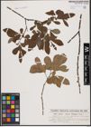 Foto von Salix aurita L. x Salix cinerea L.